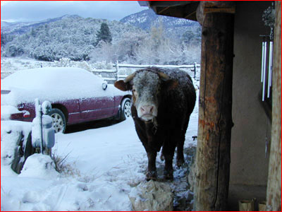 BUFFALO LIGHTS: Maryland to New Mexico