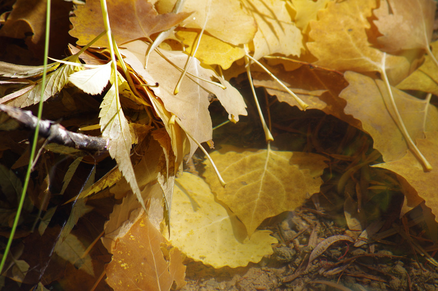 cottonwood leaves in clear water in New Mexico