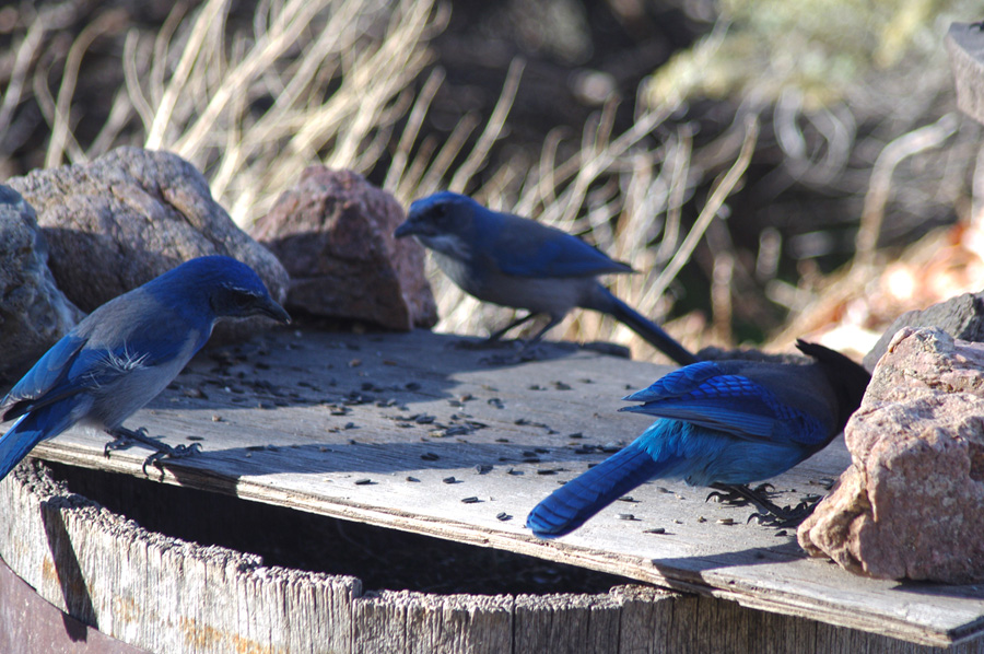 scrub jays and Stellar’s jay