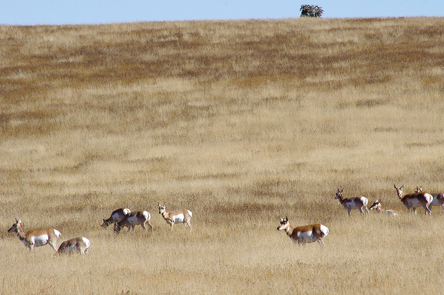 pronghorn antelope near Cimarron, NM