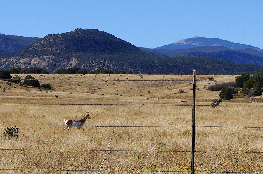 Pronghorn antelope outside Cimarron, NM