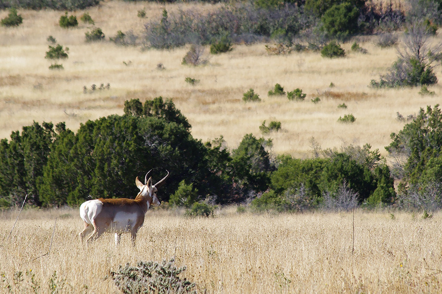 pronghorn outside Cimarron, NM