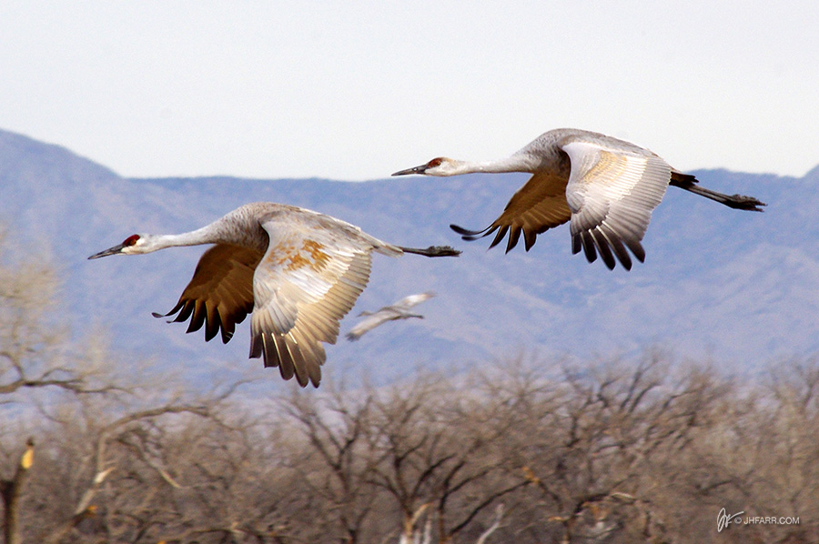 sandhill cranes in flight