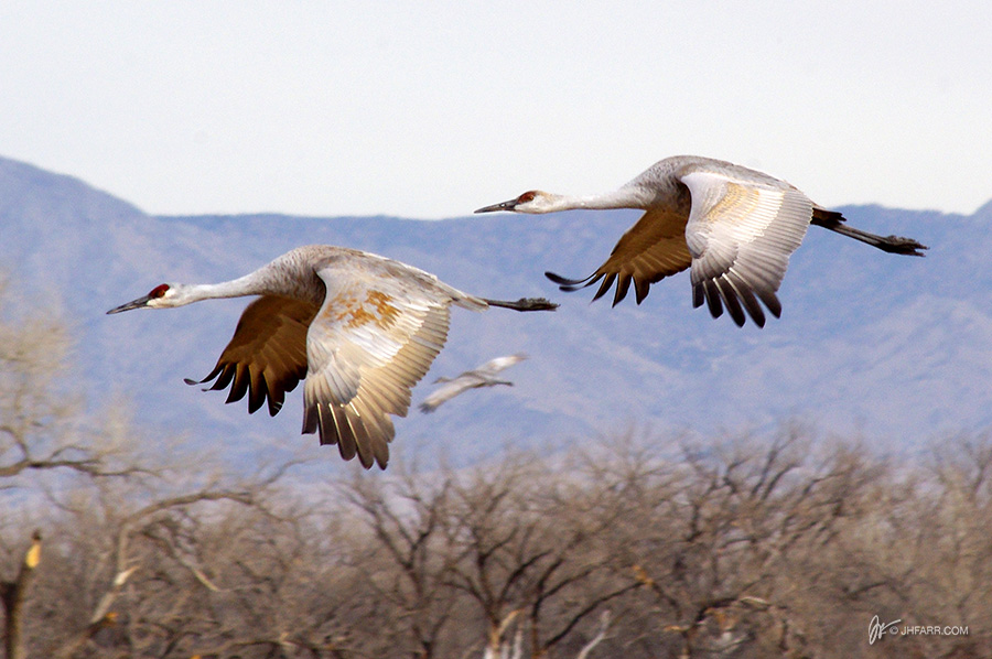 sandhill cranes in flight