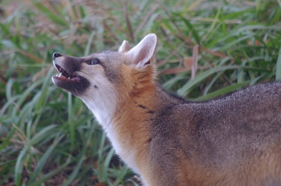 gray fox