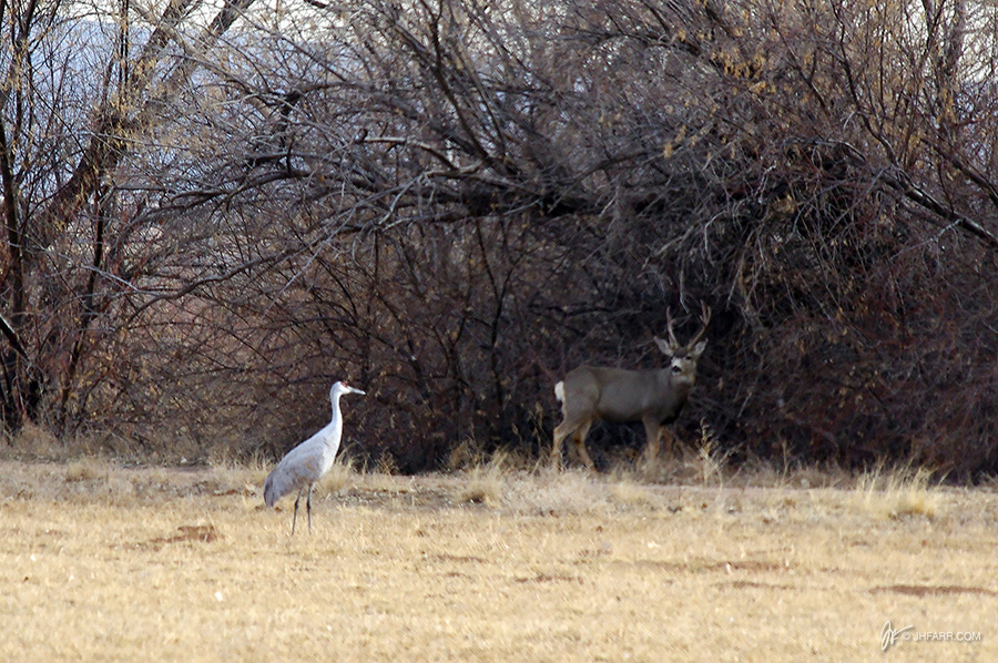 Sandhill crane meets mule deer stag