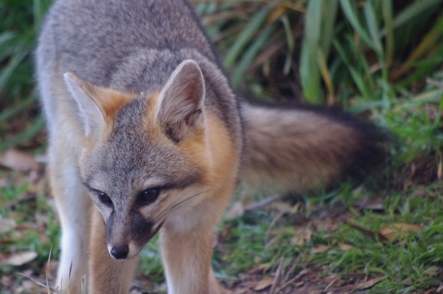 gray fox