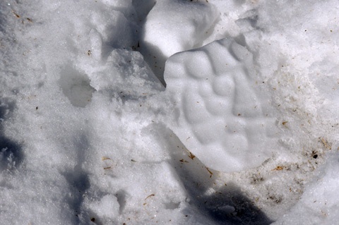 footprint in snow