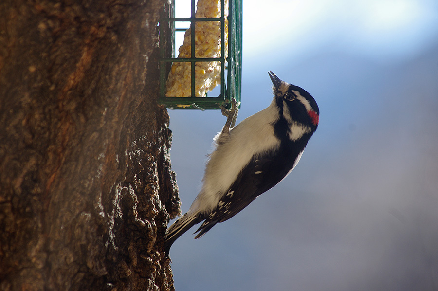 downy woodpecker