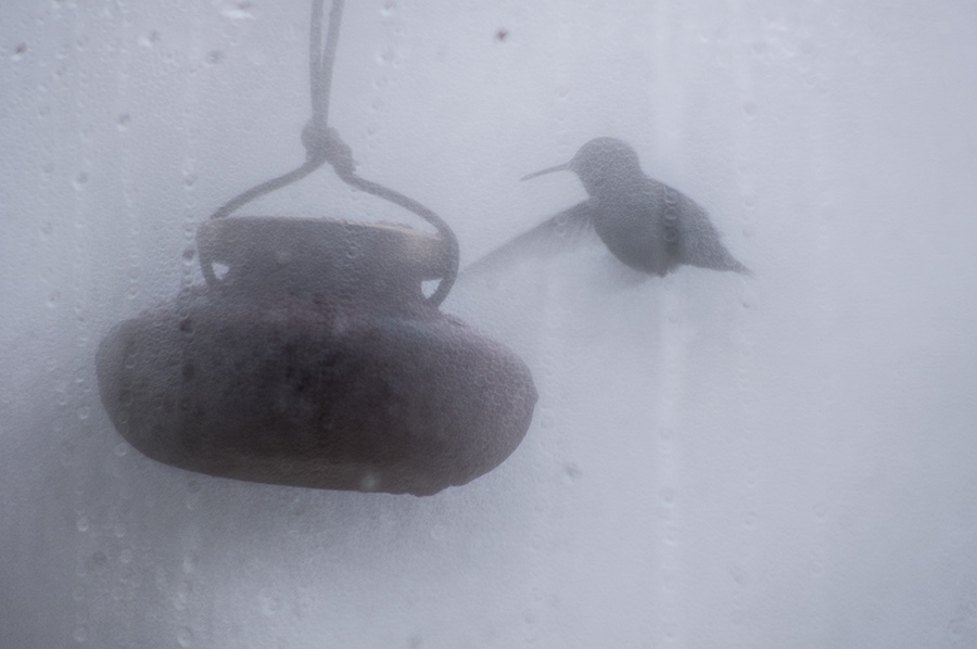 hummingbird at feeder