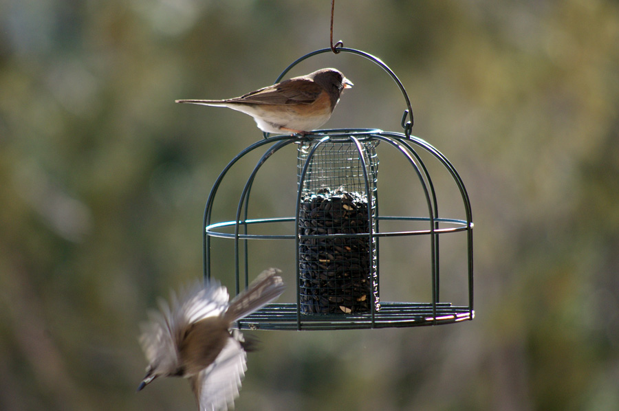 juncos on feeder in Taos, NM