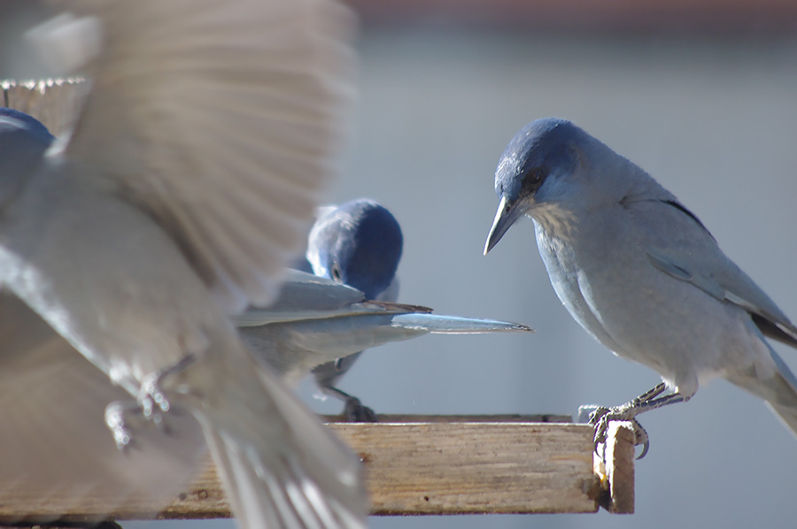 piñon jays in Taos, NM