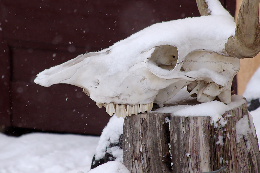 steer skull in snow