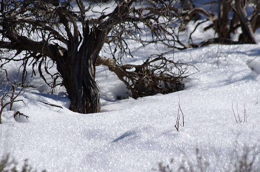 sagebrush and snow