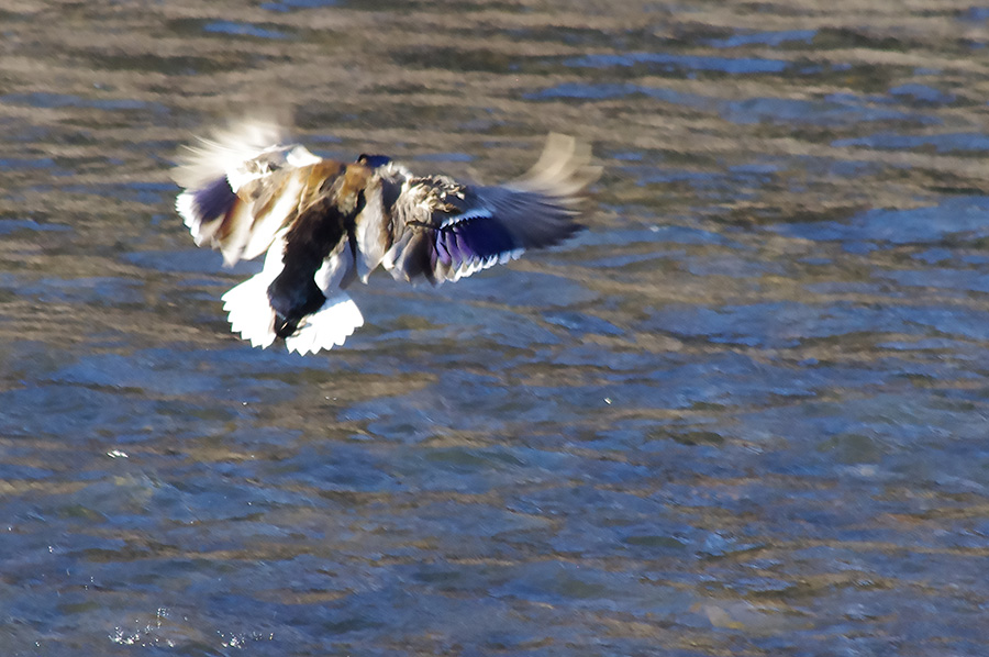 mallard in flight