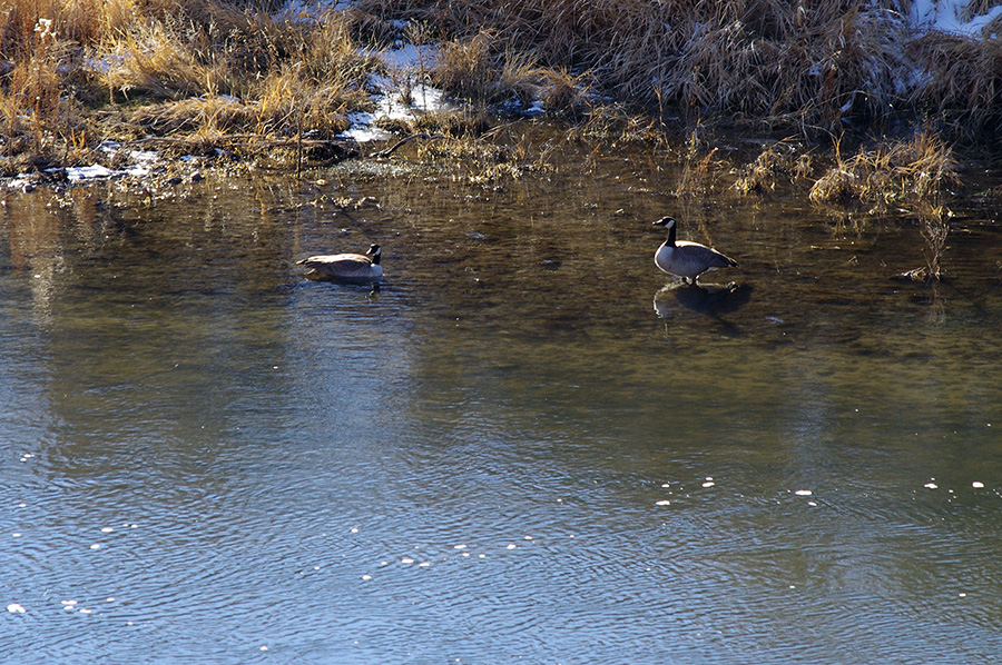 Canada geese on the Rio Grande near Pilar, NM