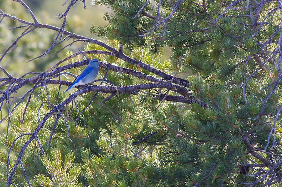 mountain bluebird