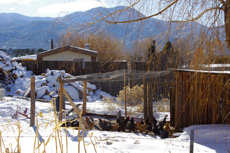 chicken coop in Llano Quemado