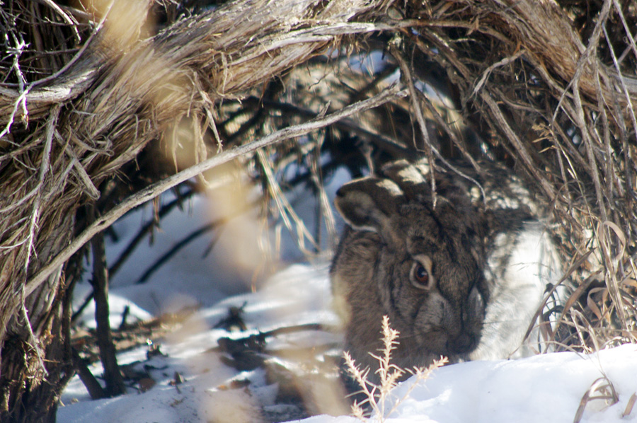 possibly a rabbit or perhaps a brujo