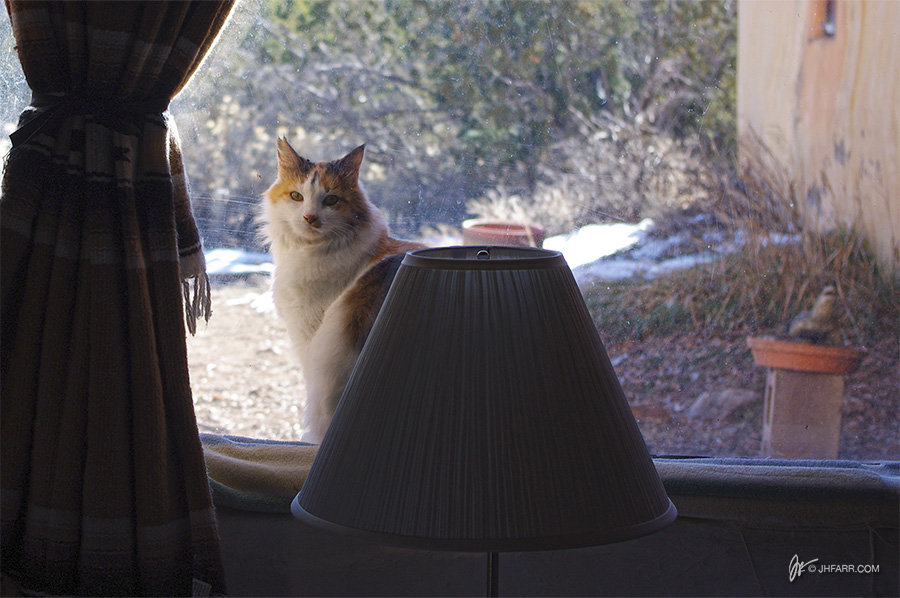 kitty in the window