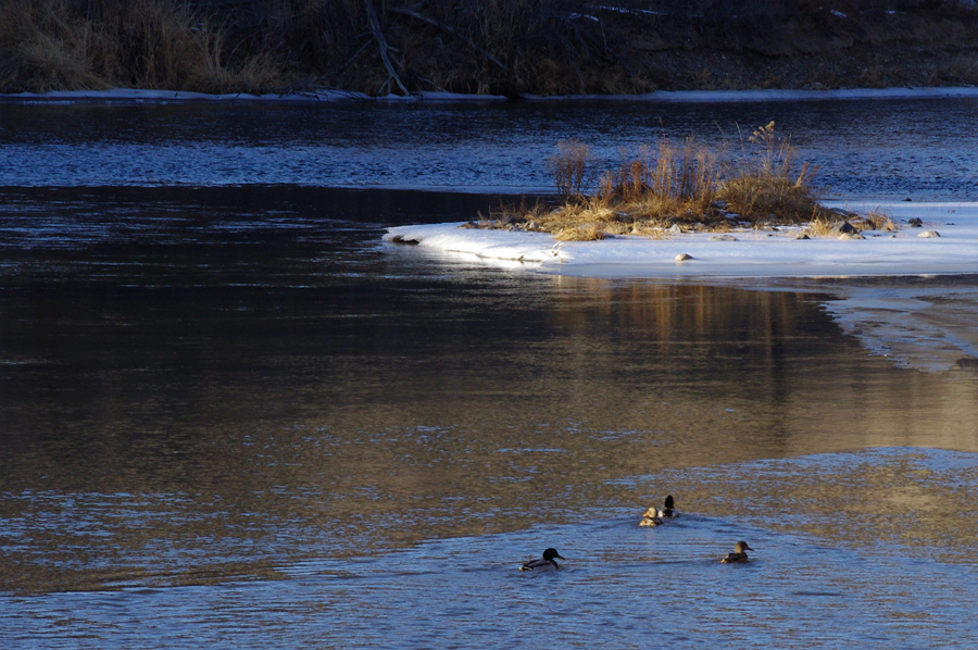 retreating mallards on the Rio Grande