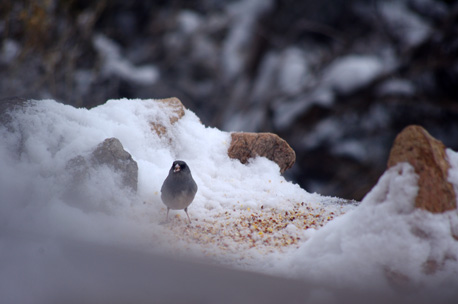 junco on the feeder