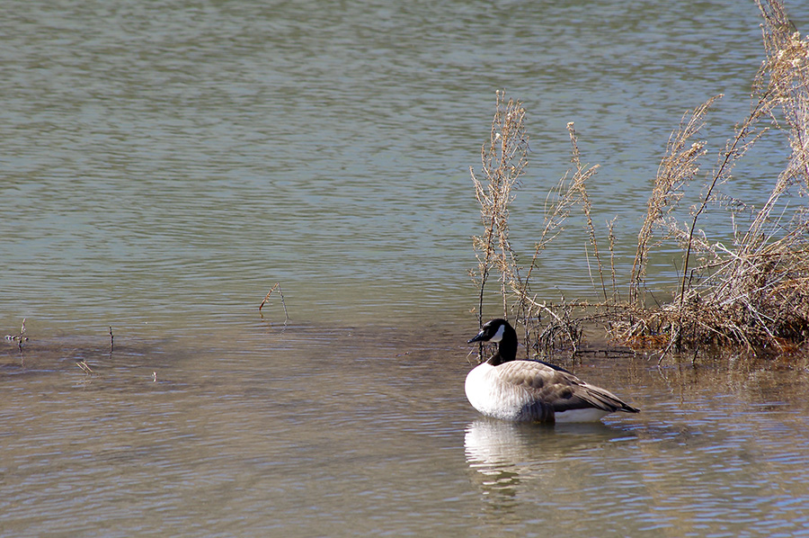 Canada goose on the Rio Grande near Pilar, NM