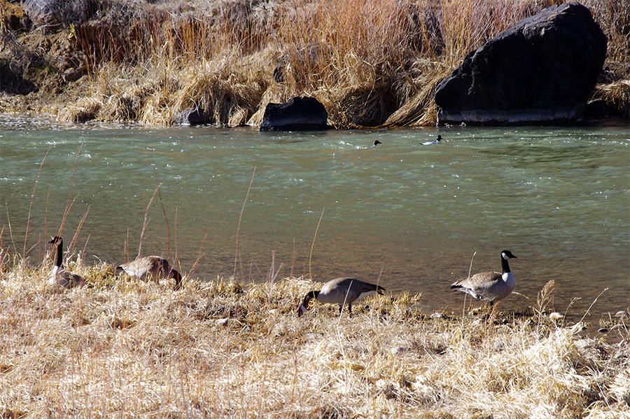 Canada geese on the Rio Grande near Pilar, NM