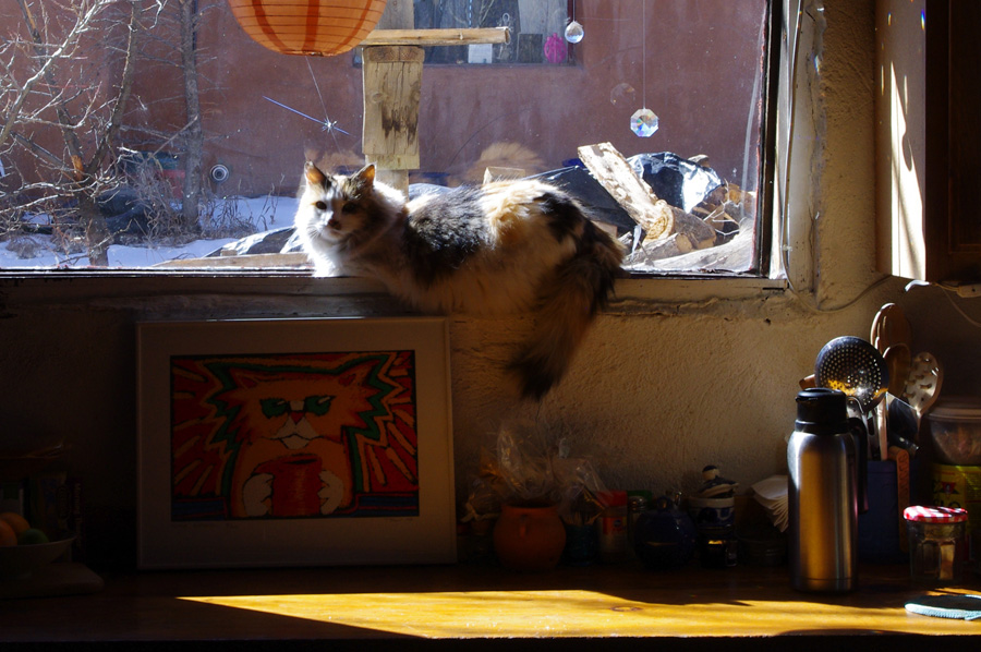 fat cat in a Taos windowsill