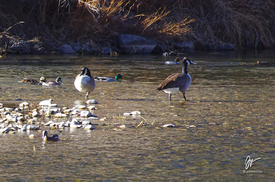 Canada geese on the Rio Grande near Pilar, NM