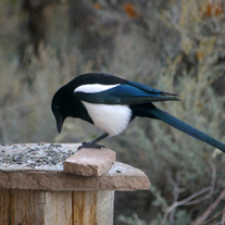 magpie