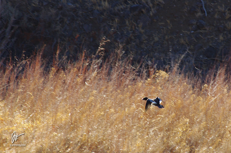 mallard in flight