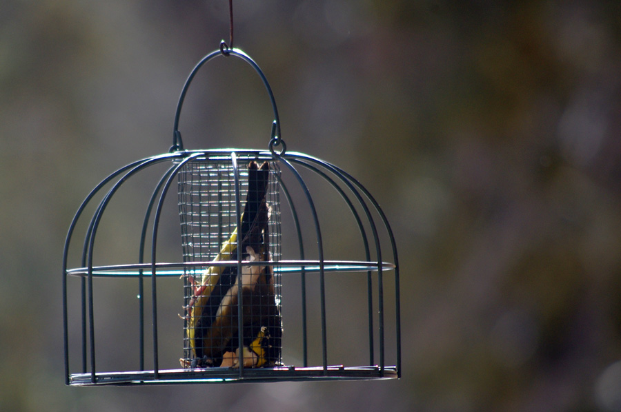 trapped grosbeak in a feeder in Taos, NM
