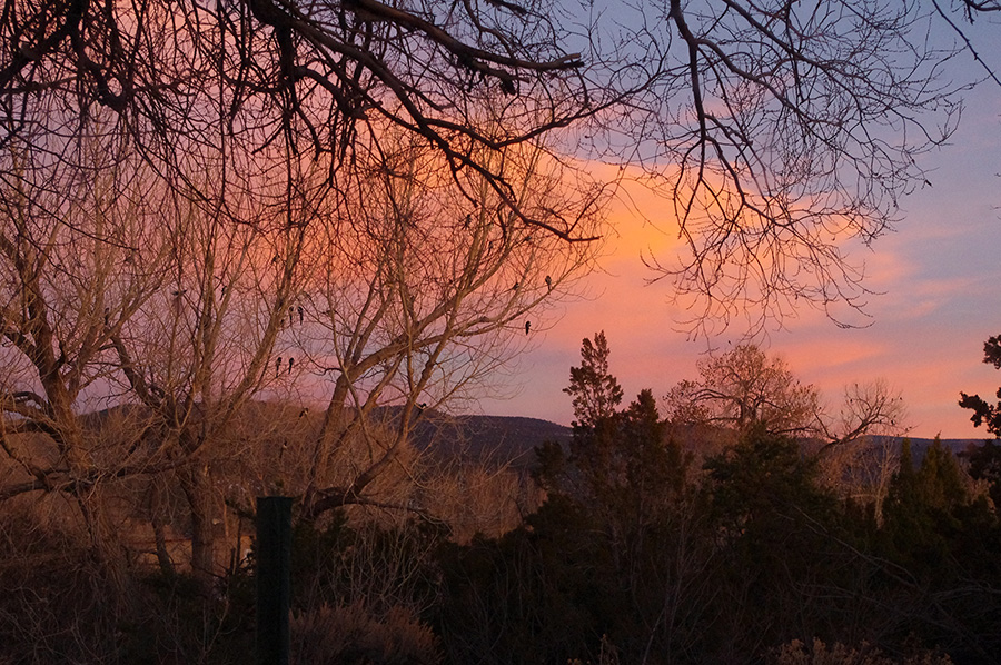 magpies in trees at twilight