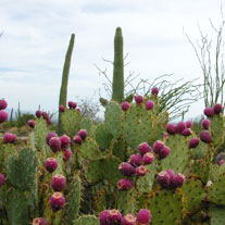 Saguaro National Park, Tucson, AZ