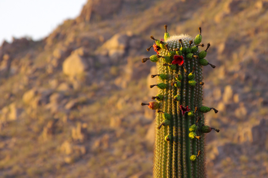 Saguaro National Park, Tucson, AZ