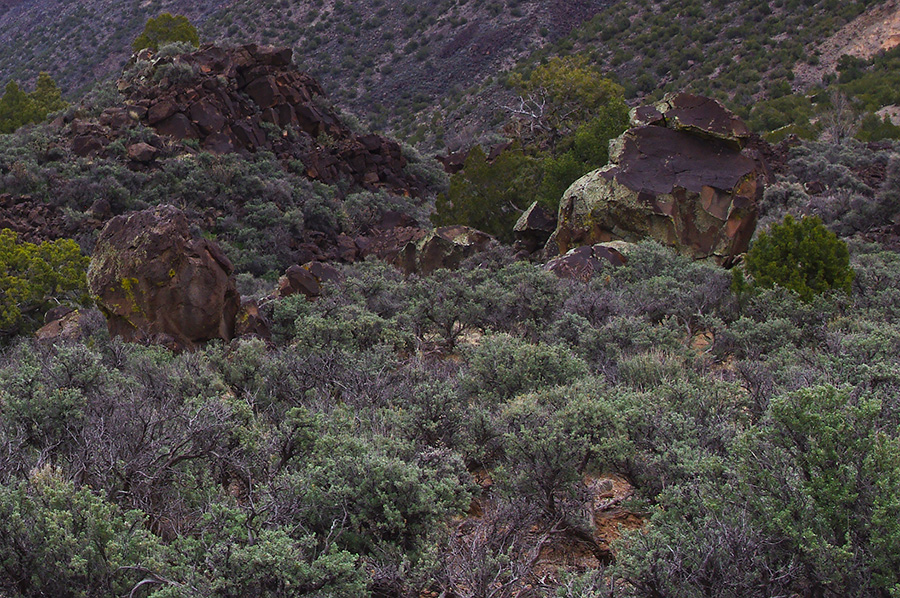 landscape at the bottom of the Rio Grande Gorge