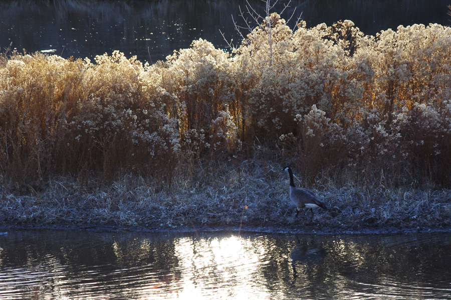 Canada goose on the Rio Grande near Pilar, NM