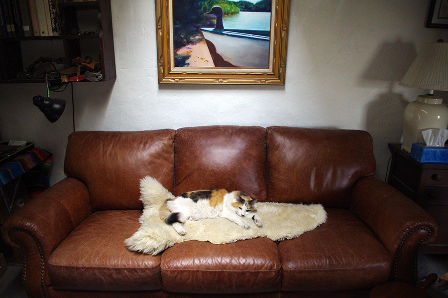 cat on sheepskin on leather sofa