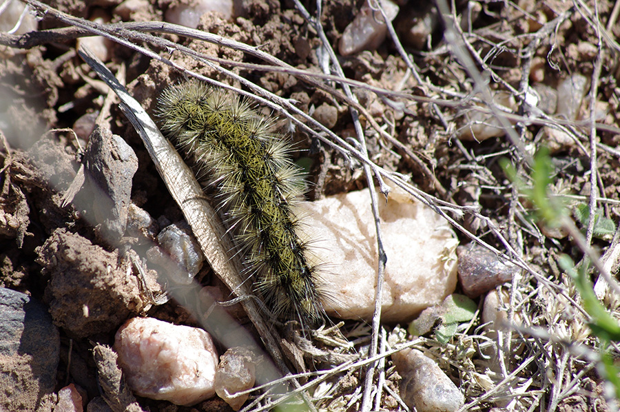 caterpillar