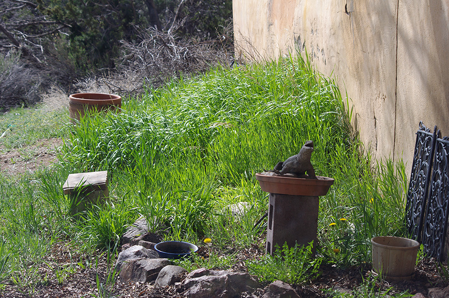 old Taos backyard