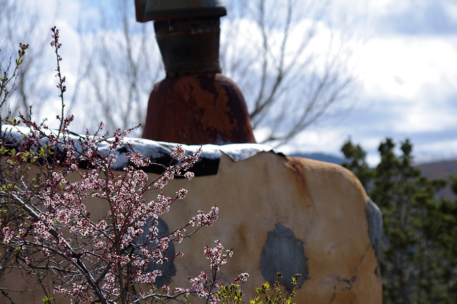 blooming plum tree in Taos