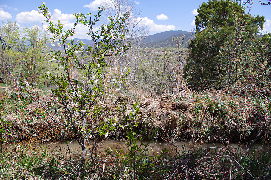 wild cherry tree by the acequia in Taos, NM