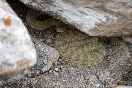 Tsankawi rattlesnake