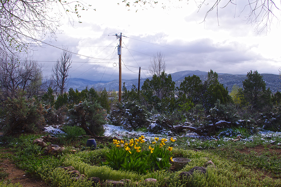 tulips after the snowstorm in Taos, NM