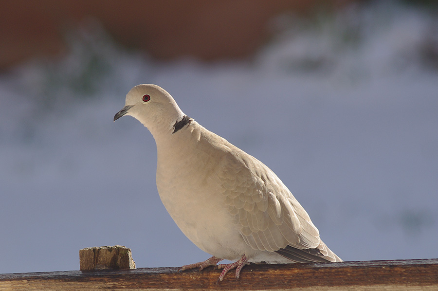 Eurasian collared dove