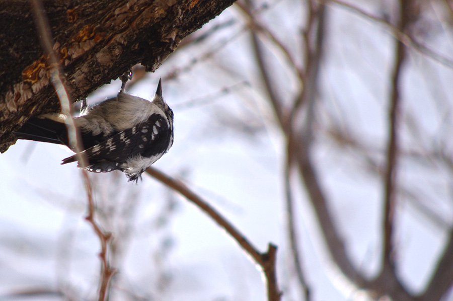 Woodpecker in a tree in Taos, NM