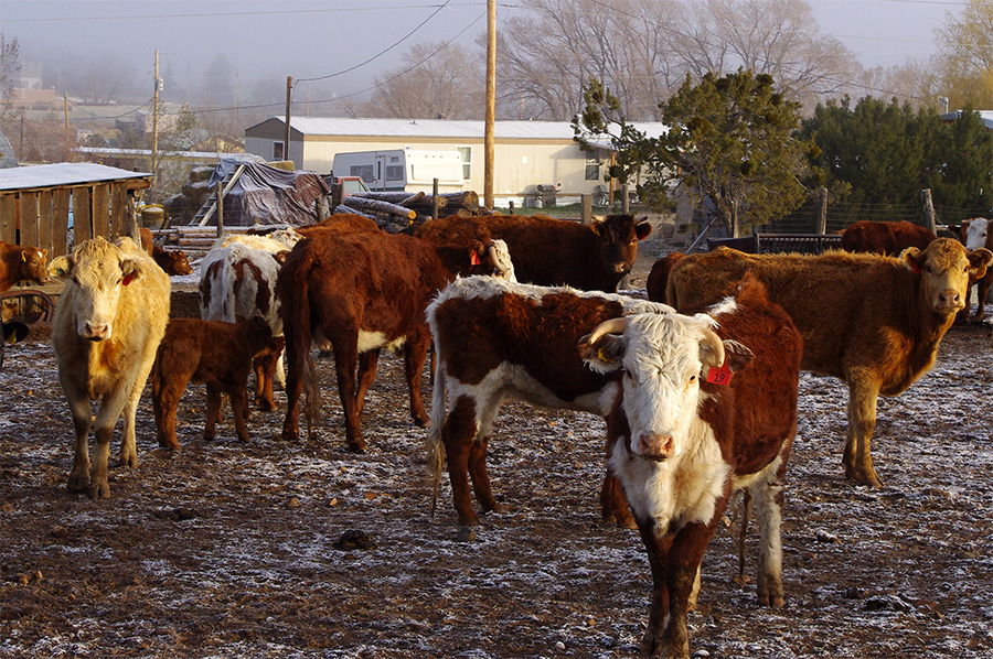 cows just down the road in Taos