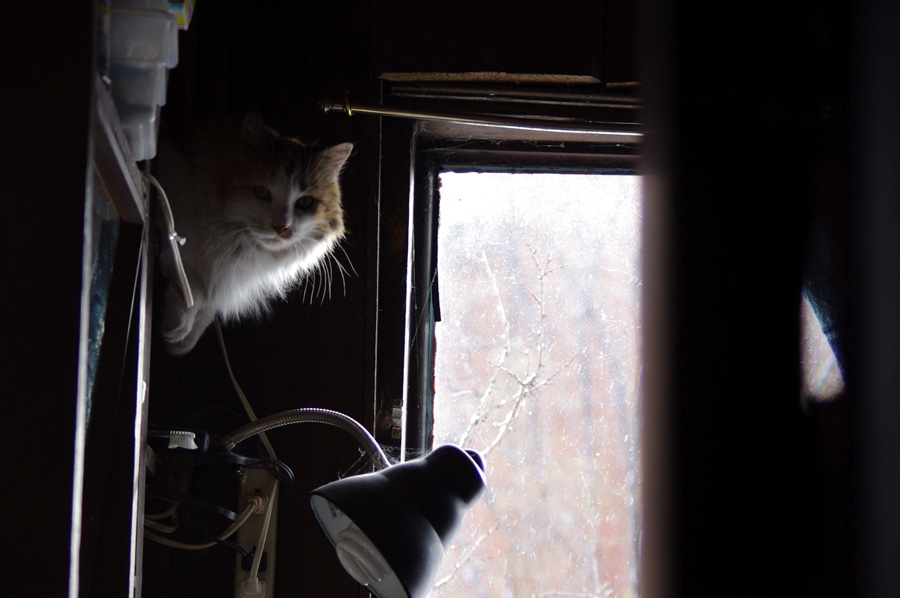 Callie the Wonder Cat in Taos, New Mexico