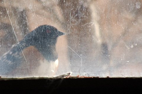 insane towhee